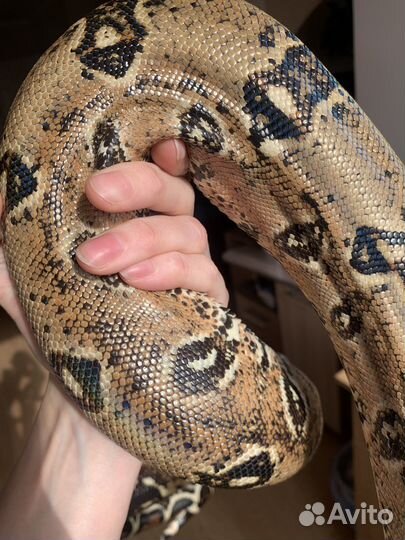 Императорский удав