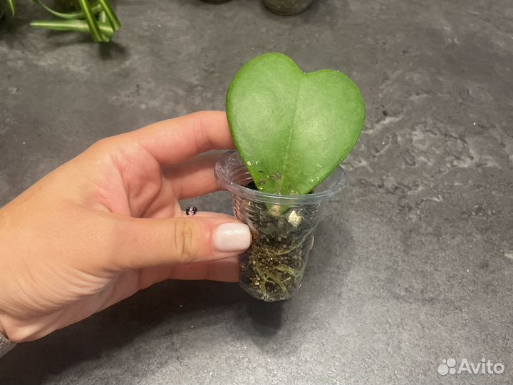 Хойя керри бегония традесканция хлорофитум шефлера