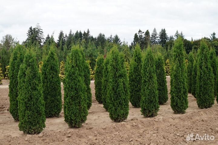 Туя смарагд