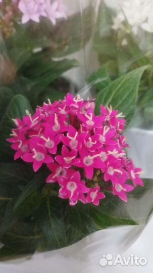 Пентас,вербейник