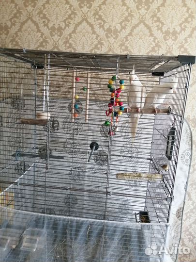 Попугай корелла с клеткой