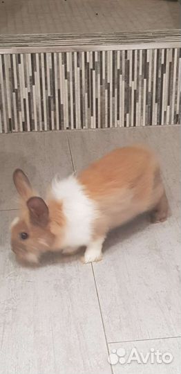 Декоративные кролики