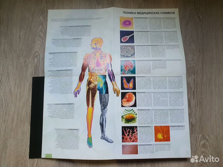 Большой атлас анатомии человека. Крутой Красочный