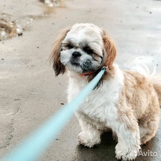 Вязка собак ши-тцу