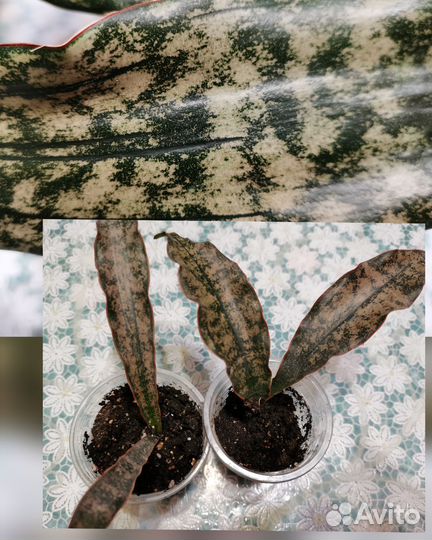 Сансевиерия