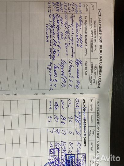 Русская гончая