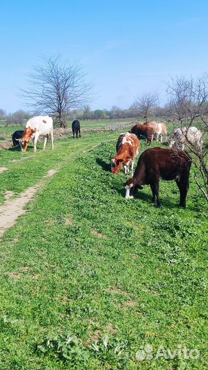 Коровы дойные молочные
