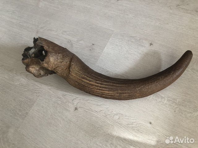 Рог ископаемого бизона