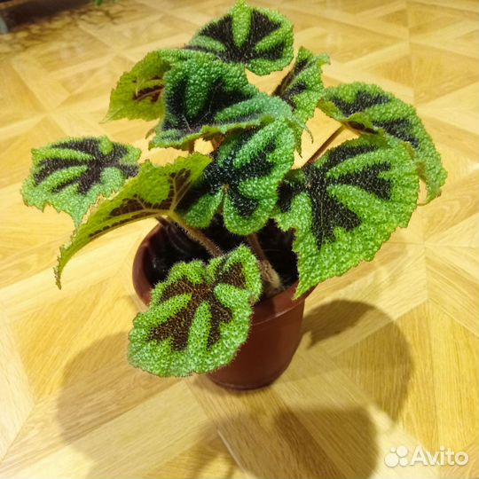 Бегония Мэсона