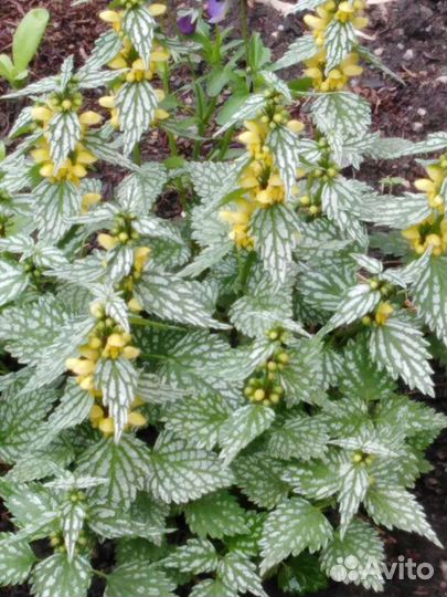 Яснотка зеленчуковая. Или зеленчук