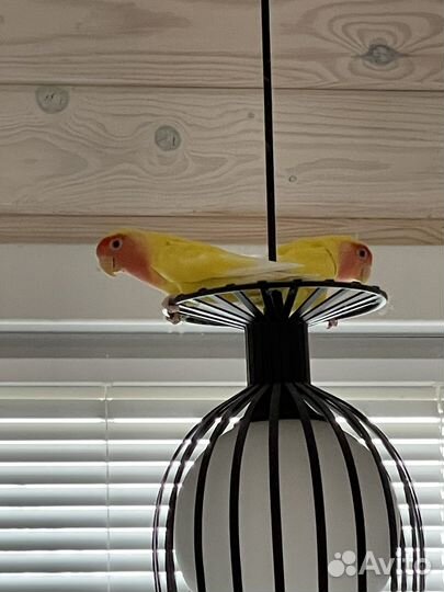 Неразлучники