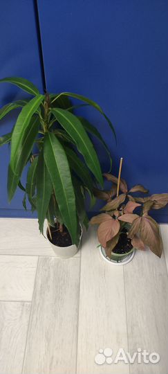 Комнатные растения