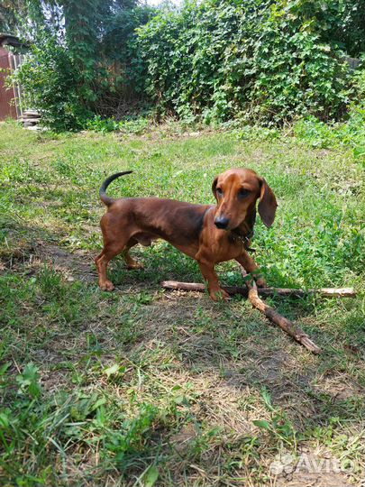 Собака для вязки