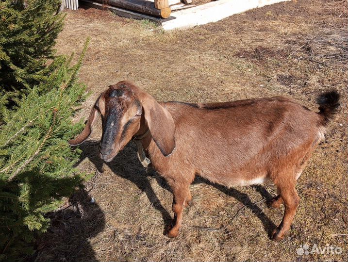 Продаются а/н козы