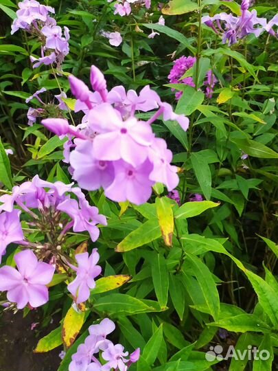 Флоксы многолетние