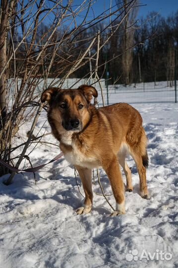 Собака в добрые руки
