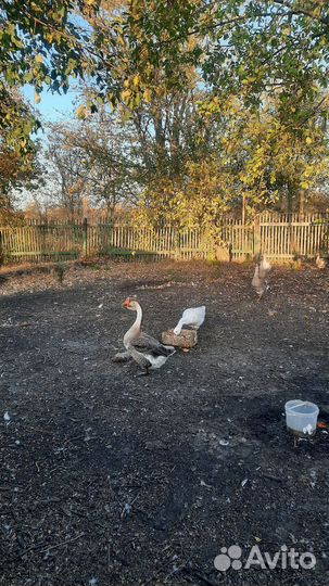 Холмогорские гуси