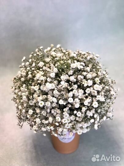 Цветы гипсофила