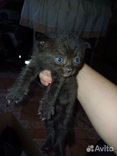 Котята