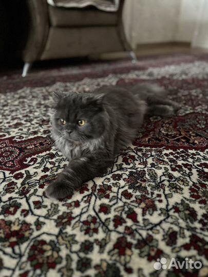 Британский кот