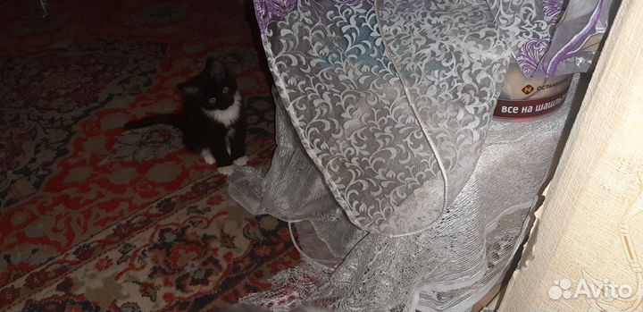 От сиамской кошки бесплатно