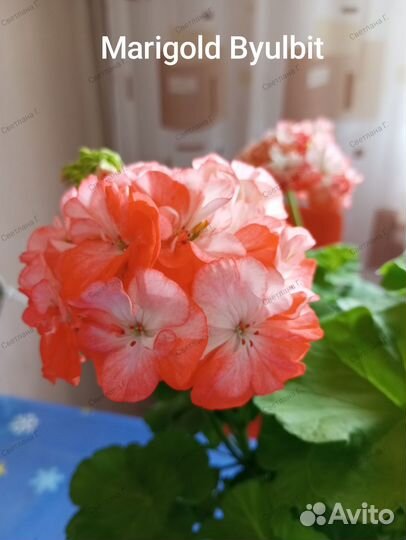 Пеларгония Marigold Byulbit