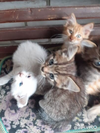 Котята