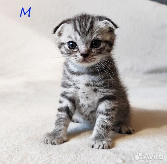 Шотладские котята