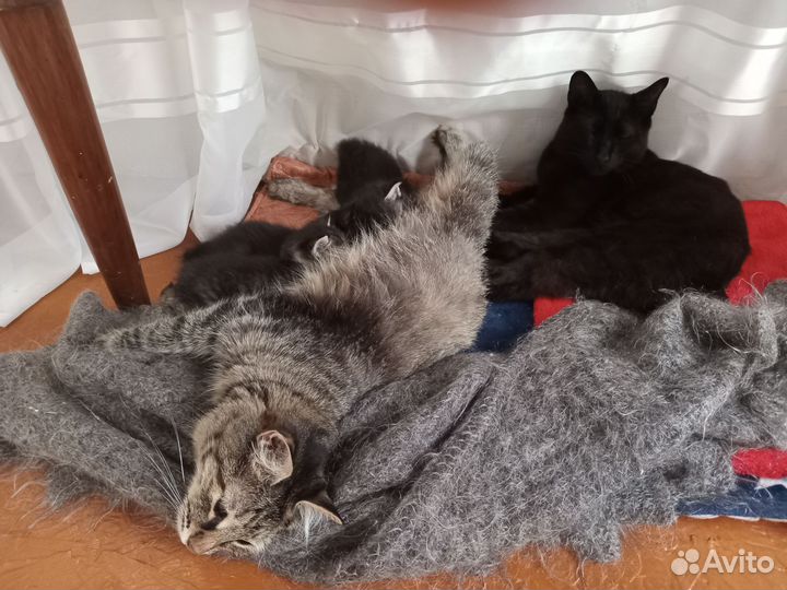 Котята бобтейлы