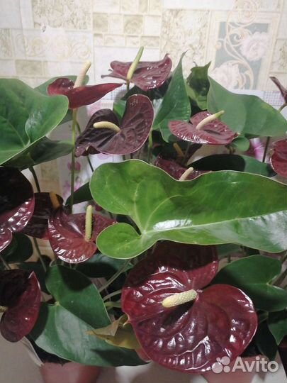 Комнатные цветы антуриум