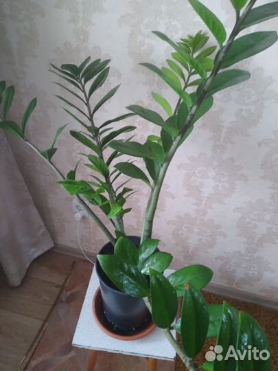 Комнатные цветы