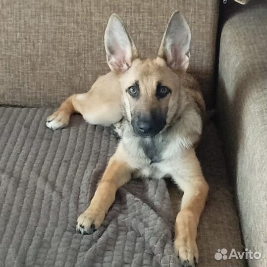 Альма, 6 мес, приют