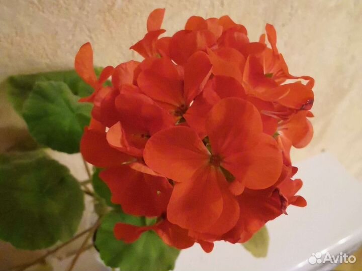 Пеларгонии зональные