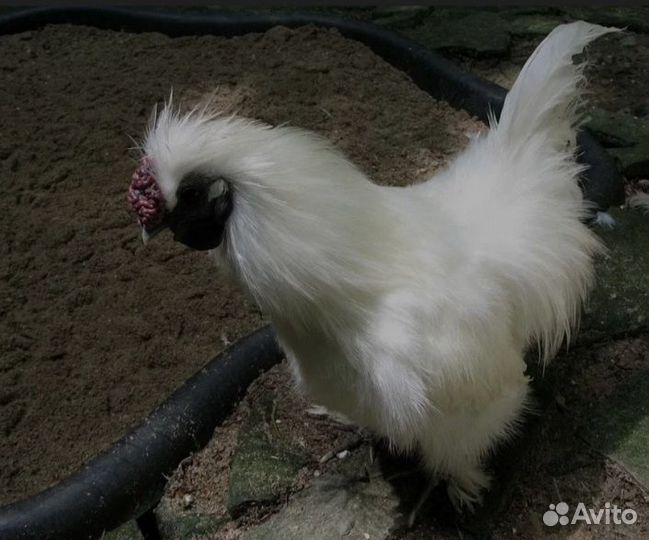 Китайский шёлковый петух