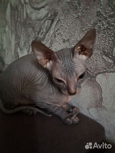 Донской сфинкс котята