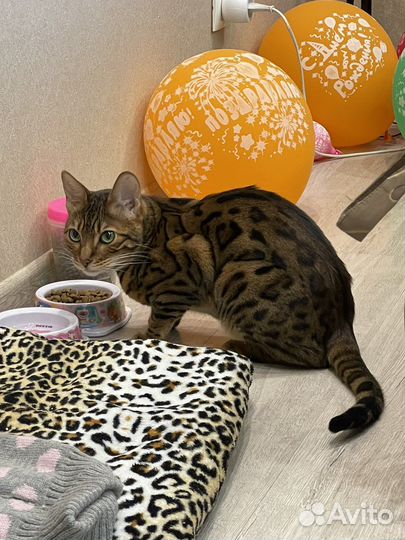 Передержка кошек, котоняня