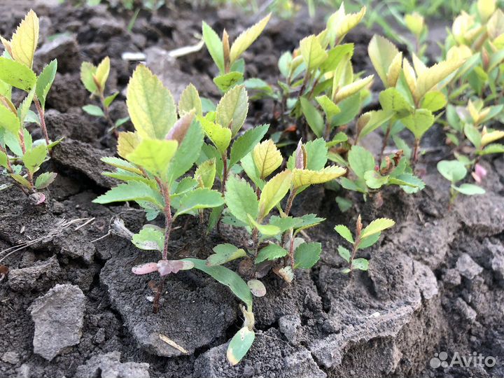 Декоративные растения