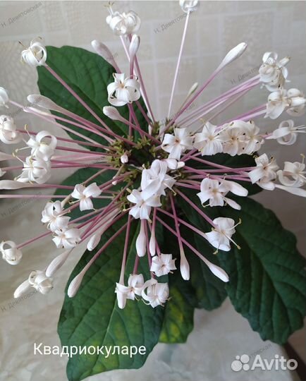 Клеродендрумы сортовые