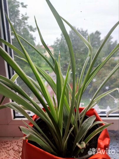 Хлорофитум