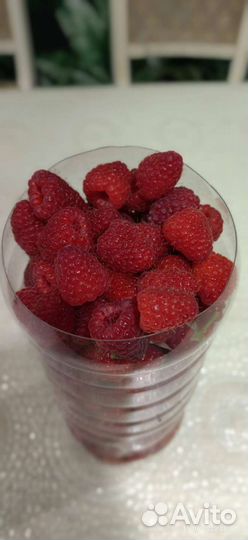 Саженцы малины Гусар