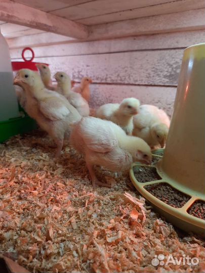 Цыплята подрощенного бройлера