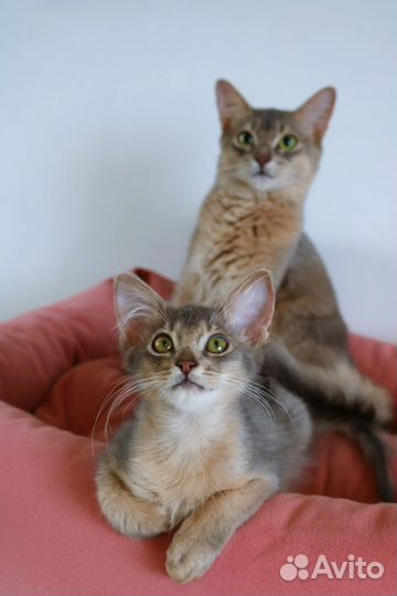 Сомалийские котята