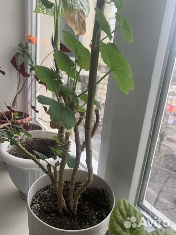 Пеларгония герань