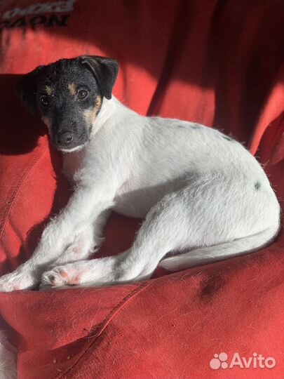 Щенки Парсон рассел терьера