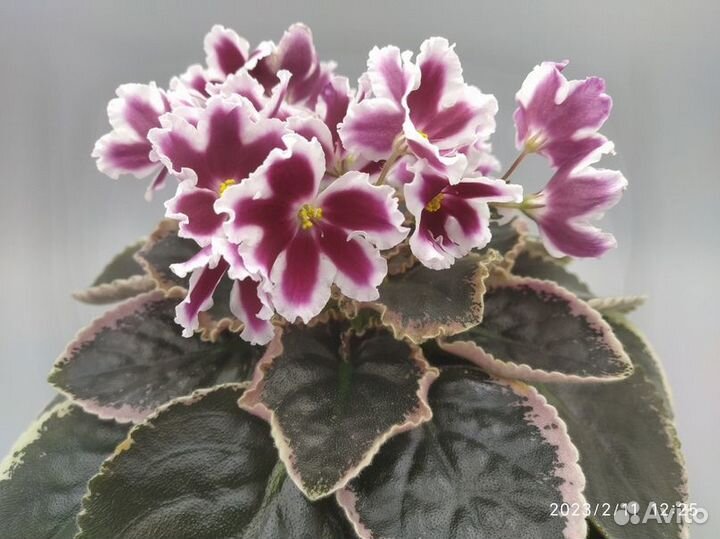 Фиалки сортовые с\с листом