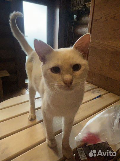 Кошка в дар