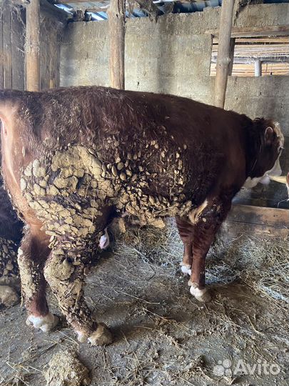 Быки