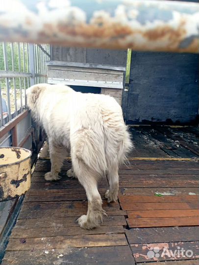 Собака алабай