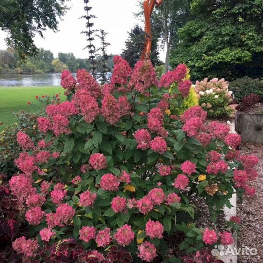 Гортензия Вимс ред