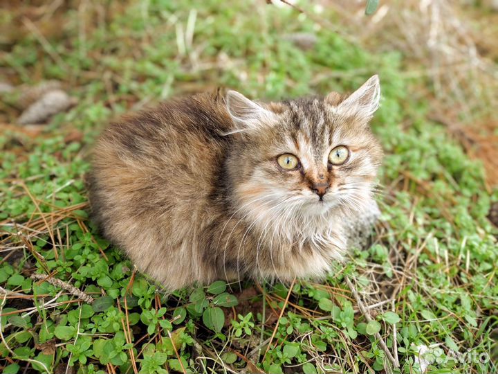 Красивые котята мёрзнут на улице